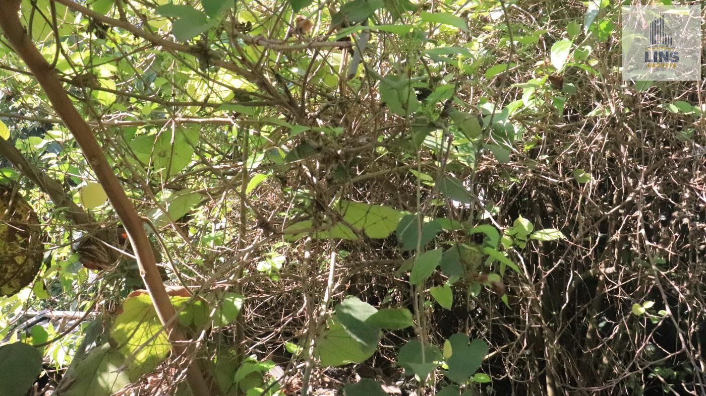 Terreno, 400 m² - Foto 7